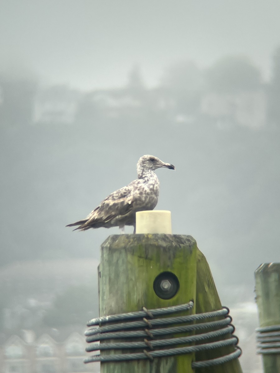 American Herring Gull - ML637698314