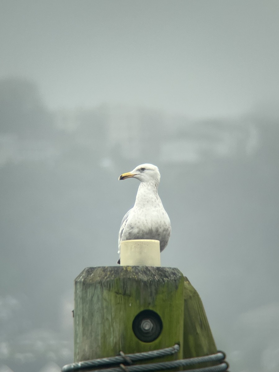 American Herring Gull - ML637698315