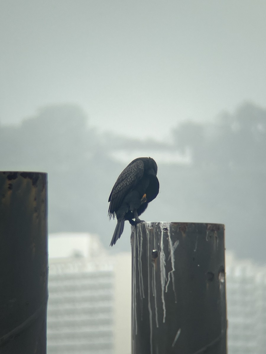 Double-crested Cormorant - ML637698326