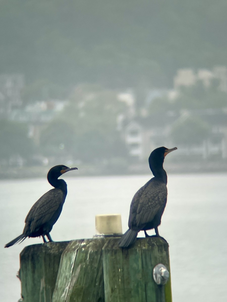 Double-crested Cormorant - ML637698327