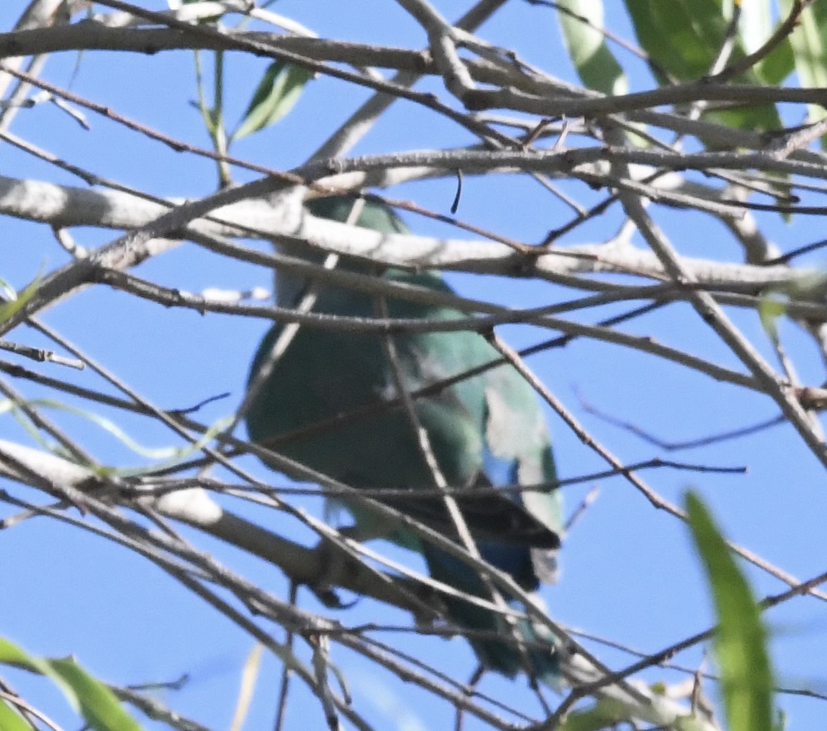 Rosy-faced Lovebird - ML637698339