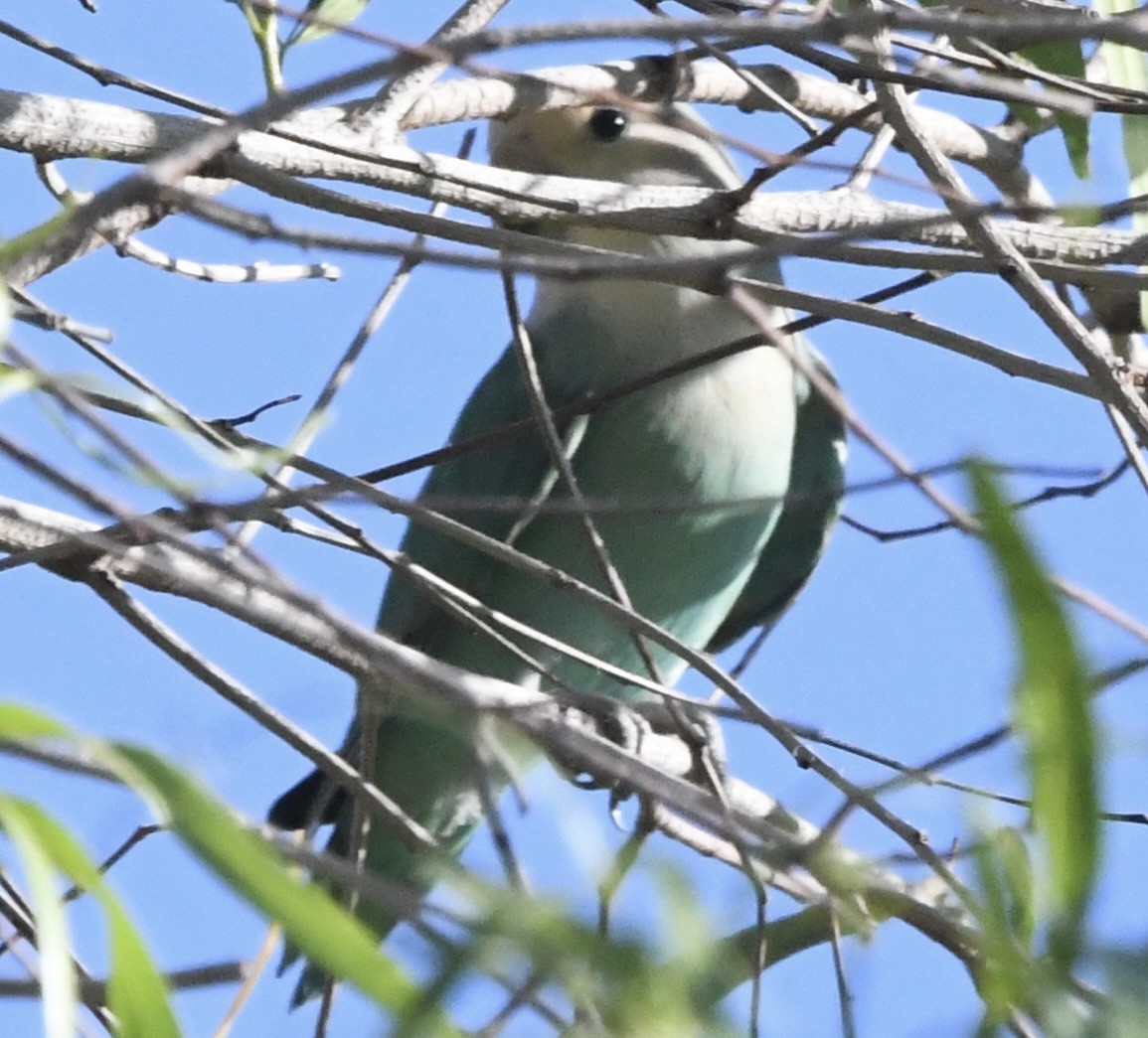 Rosy-faced Lovebird - ML637698344