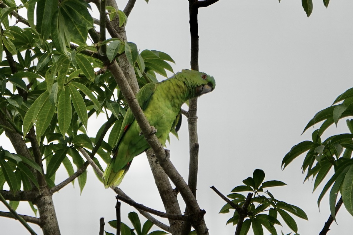 Yellow-naped Amazon - ML637698349