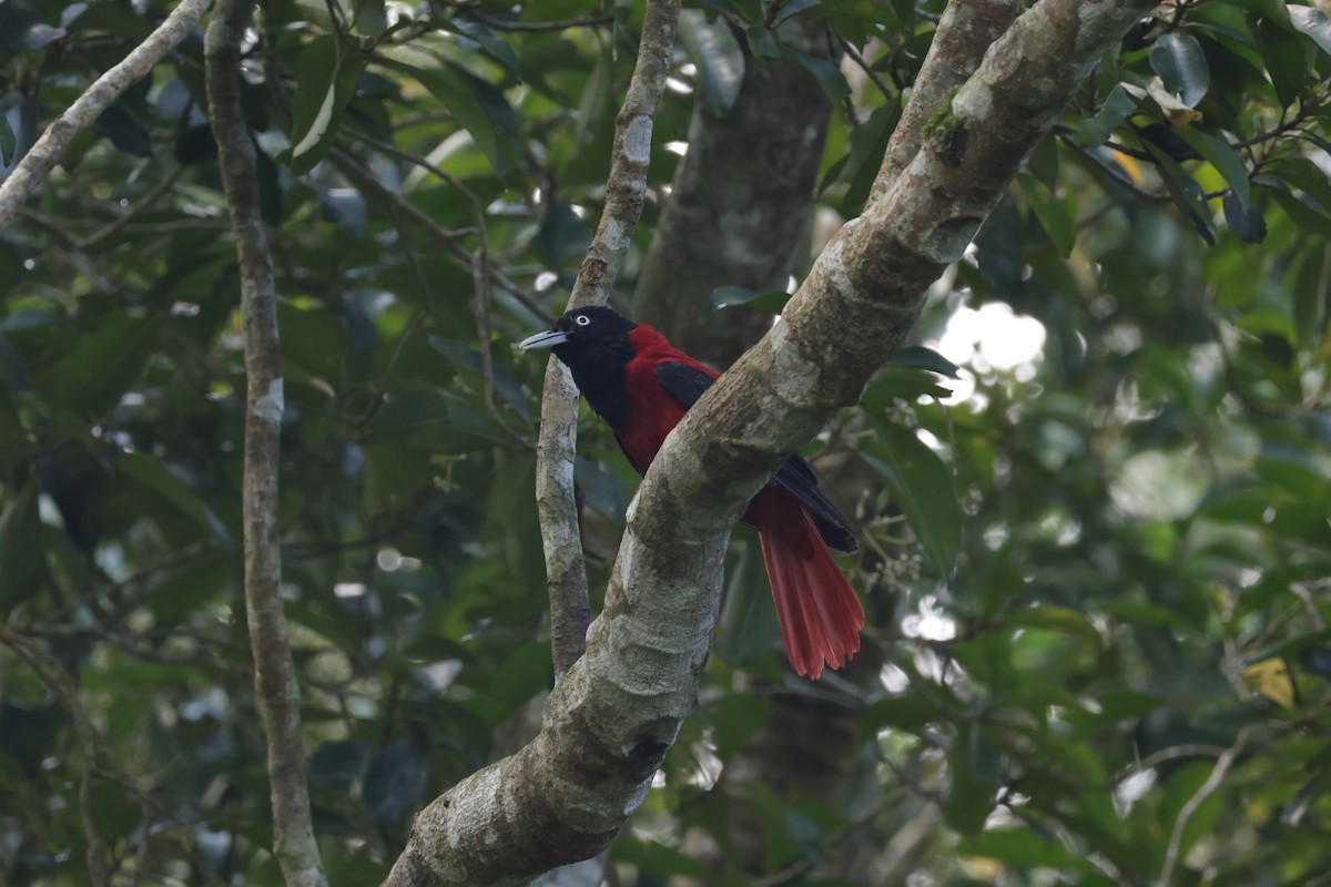 Maroon Oriole - ML637698404