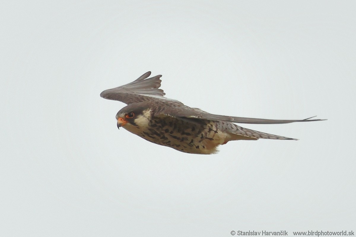 Amur Falcon - Stanislav Harvančík
