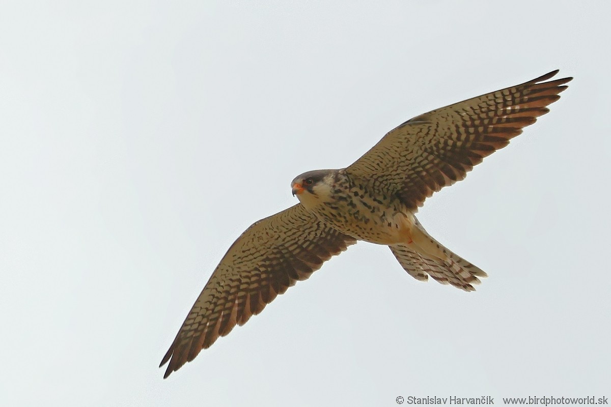 Amur Falcon - Stanislav Harvančík