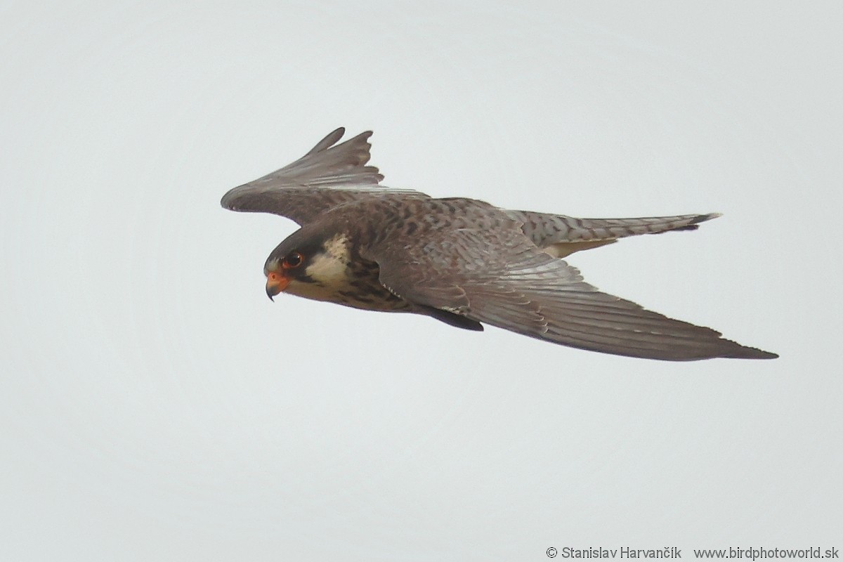 Amur Falcon - Stanislav Harvančík