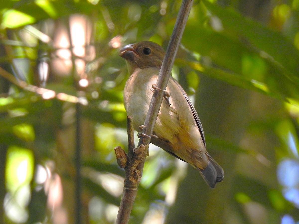 Temminck's Seedeater - ML637698453
