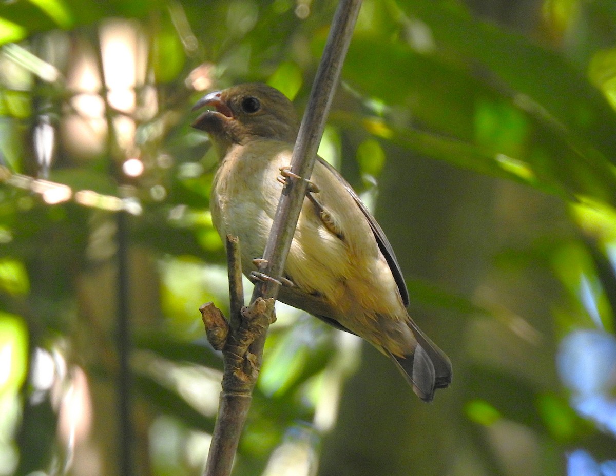 Temminck's Seedeater - ML637698454