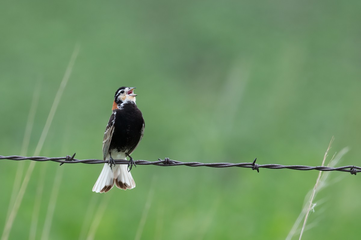 Chestnut-collared Longspur - ML637698501