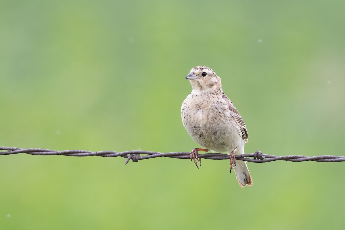 Chestnut-collared Longspur - ML637698502