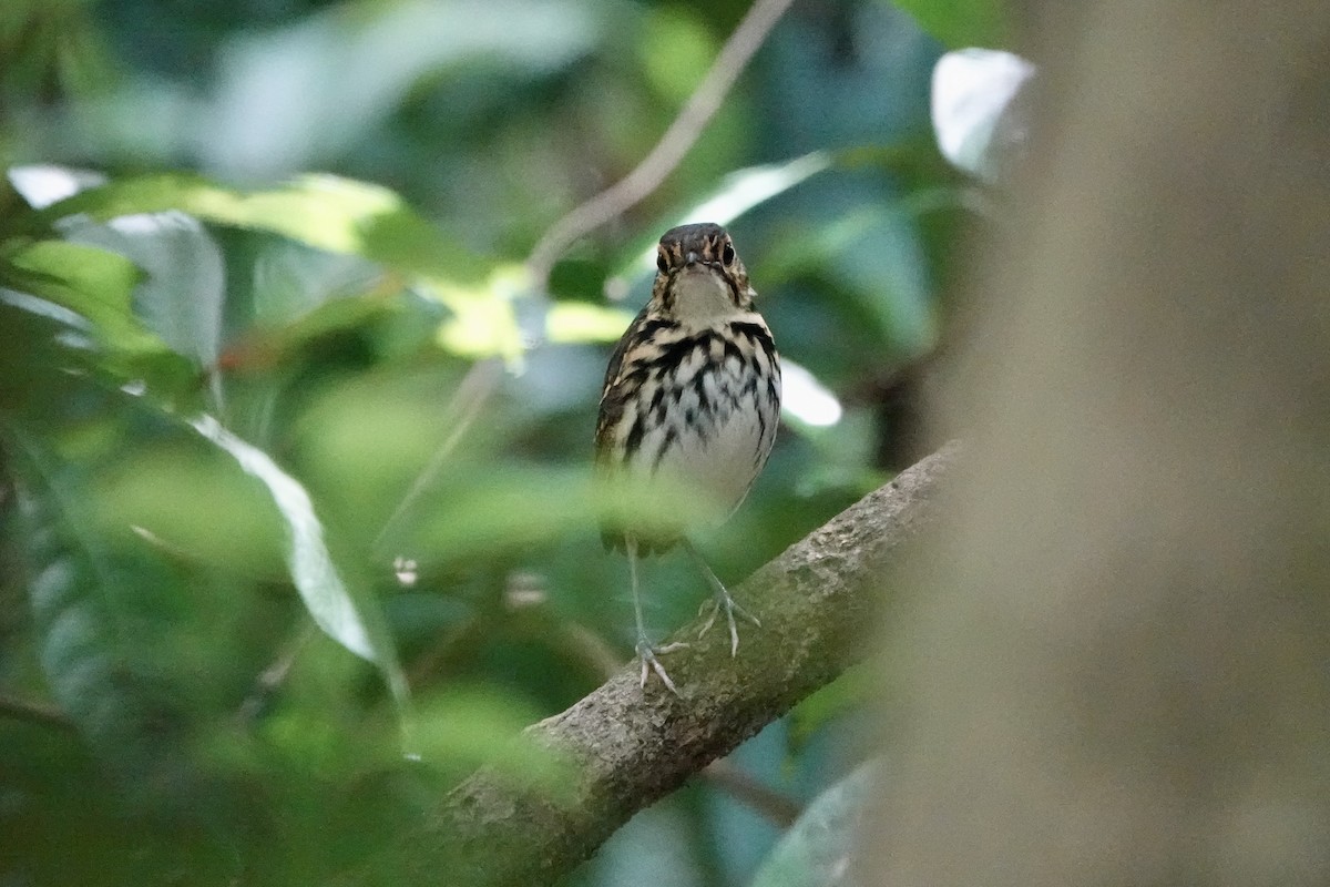 Streak-chested Antpitta - ML637698531