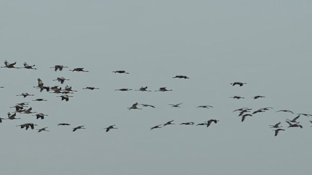 Common Crane - ML637698533