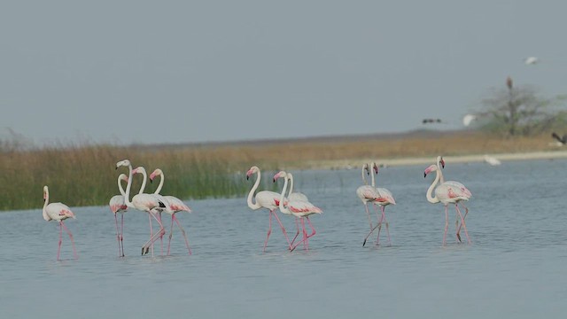 ヨーロッパフラミンゴ - ML637698551