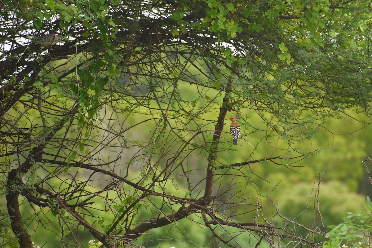 Eurasian Hoopoe - ML637698609