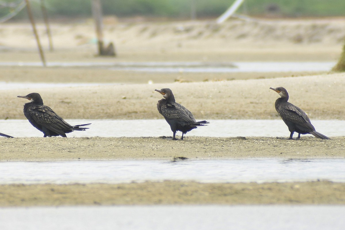 Indian Cormorant - ML637698611