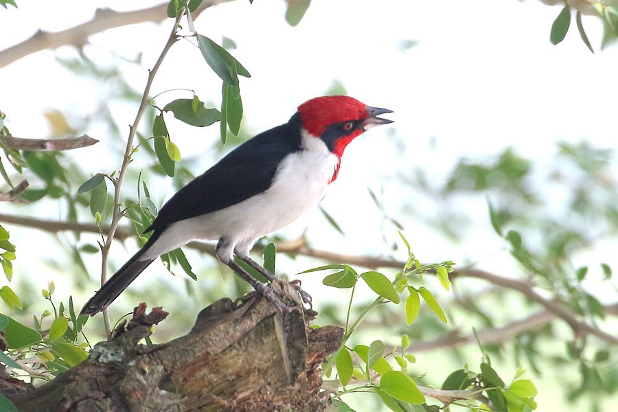 Masked Cardinal - ML637698614