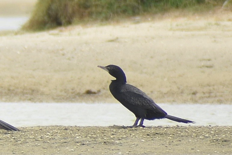 Little Cormorant - ML637698615