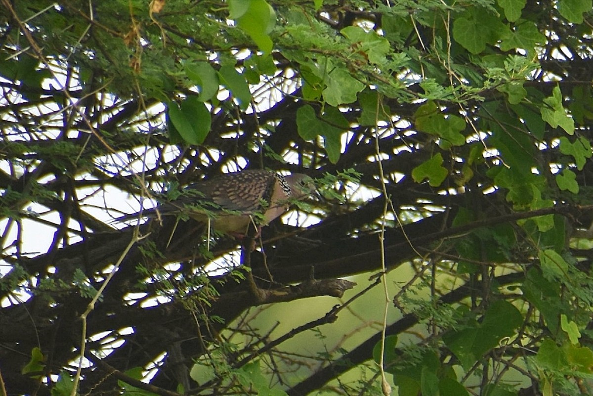 Spotted Dove - ML637698621
