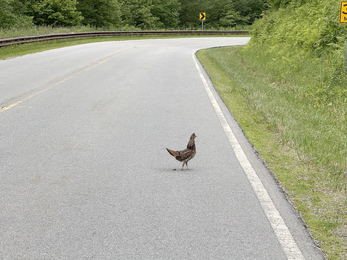 Ruffed Grouse - ML637698647