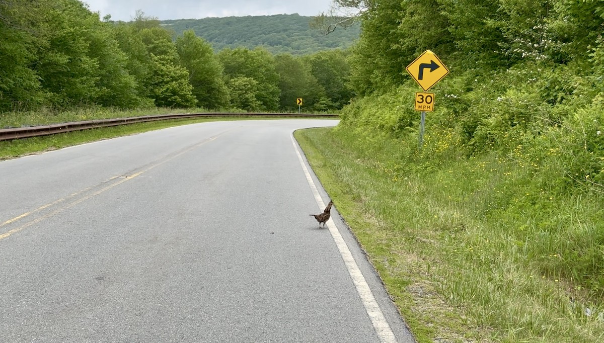 Ruffed Grouse - ML637698655