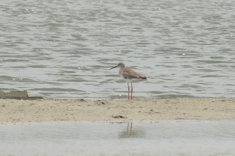 Common Redshank - ML637698693