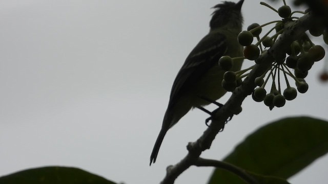 Southern Beardless-Tyrannulet (Amazonian) - ML637698697