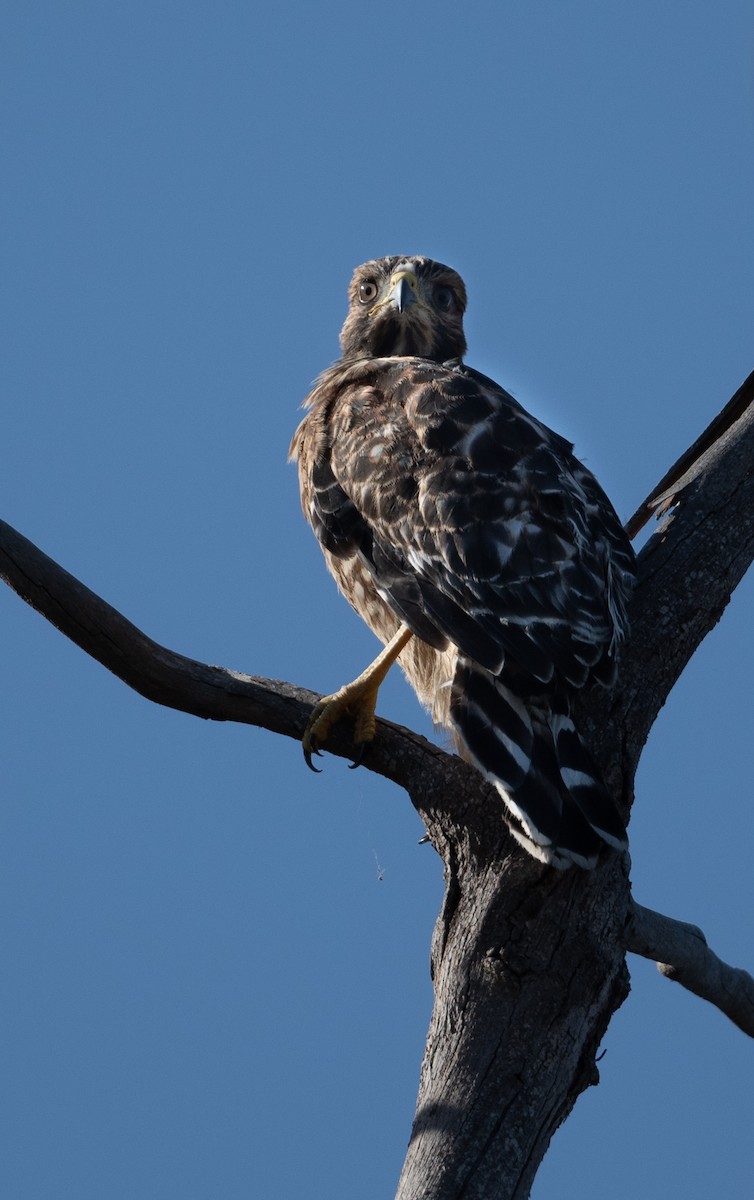 Red-shouldered Hawk - ML637698710