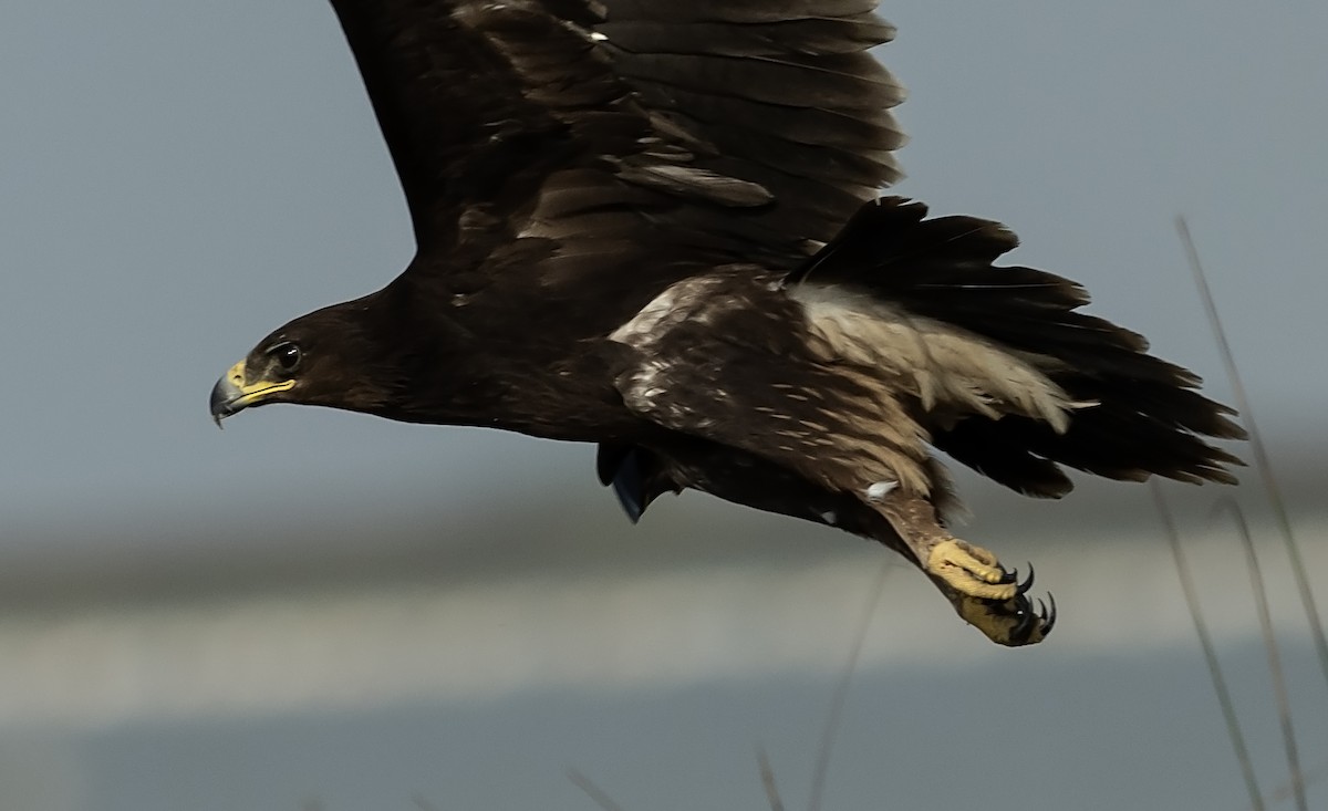 Greater Spotted Eagle - ML637698724