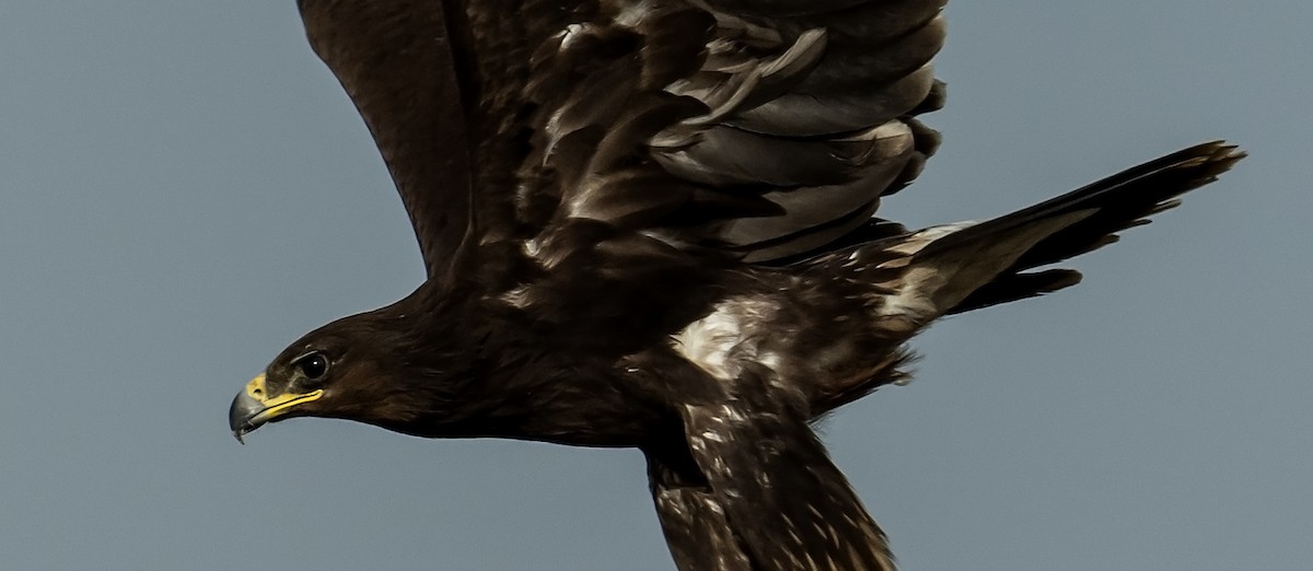 Greater Spotted Eagle - ML637698725