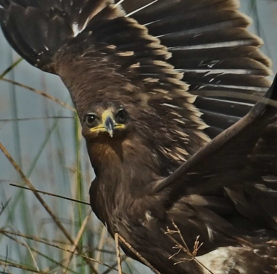 Greater Spotted Eagle - ML637698726