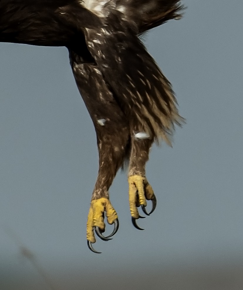 Greater Spotted Eagle - ML637698727
