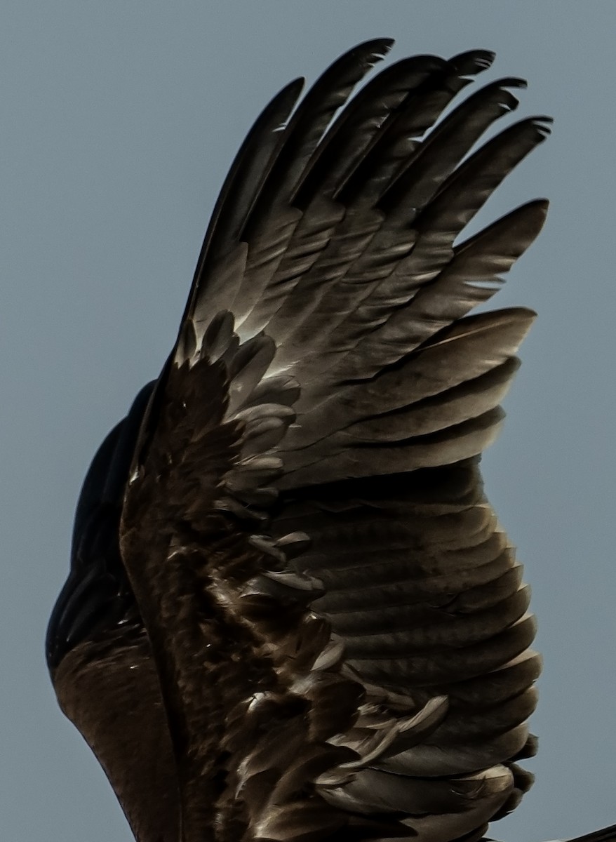 Greater Spotted Eagle - ML637698728