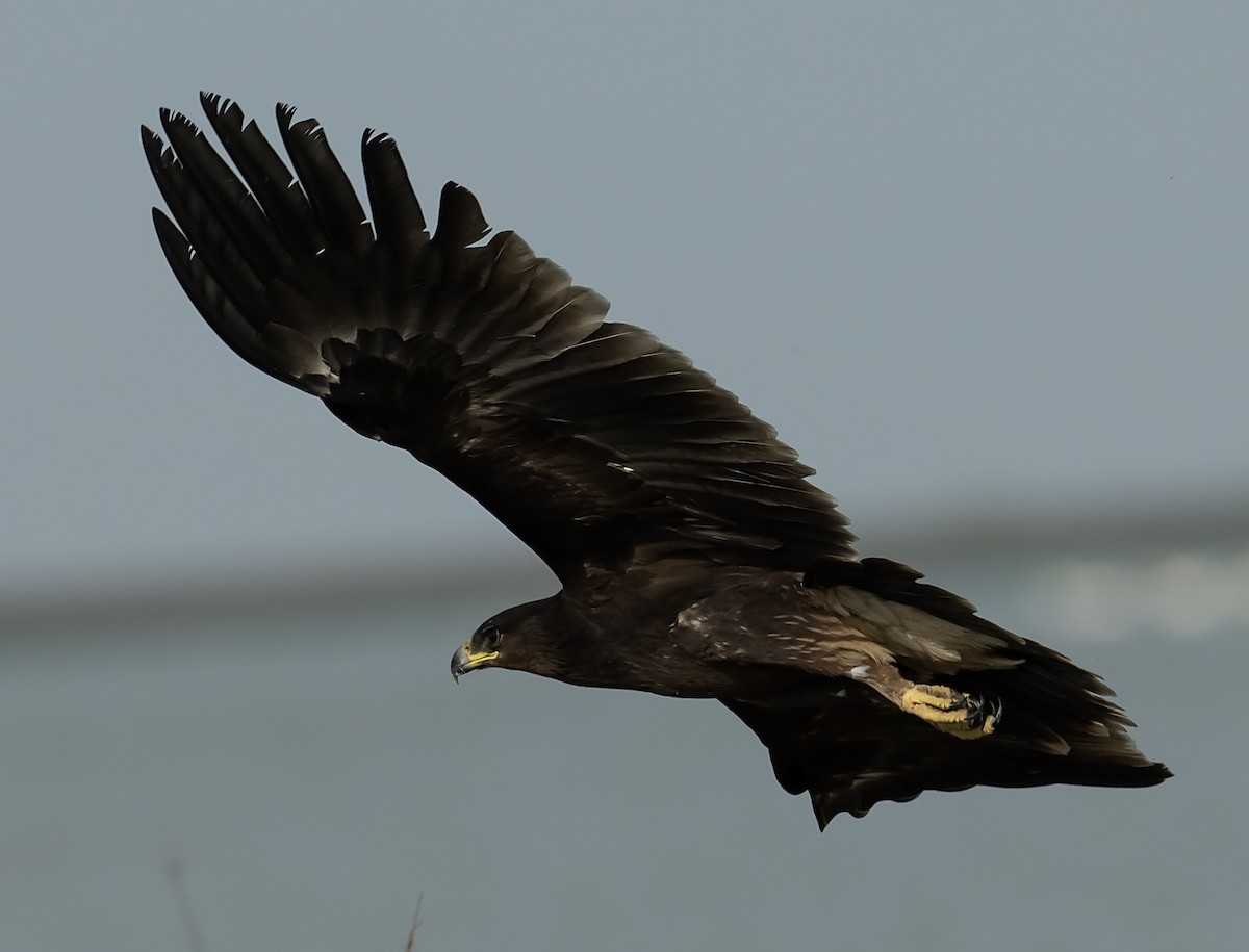 Greater Spotted Eagle - ML637698729