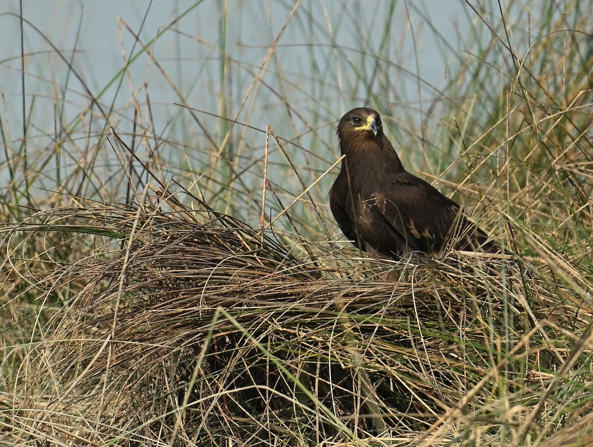 Greater Spotted Eagle - ML637698730