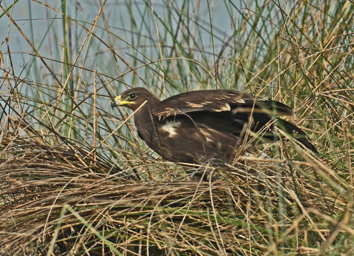 Greater Spotted Eagle - ML637698731
