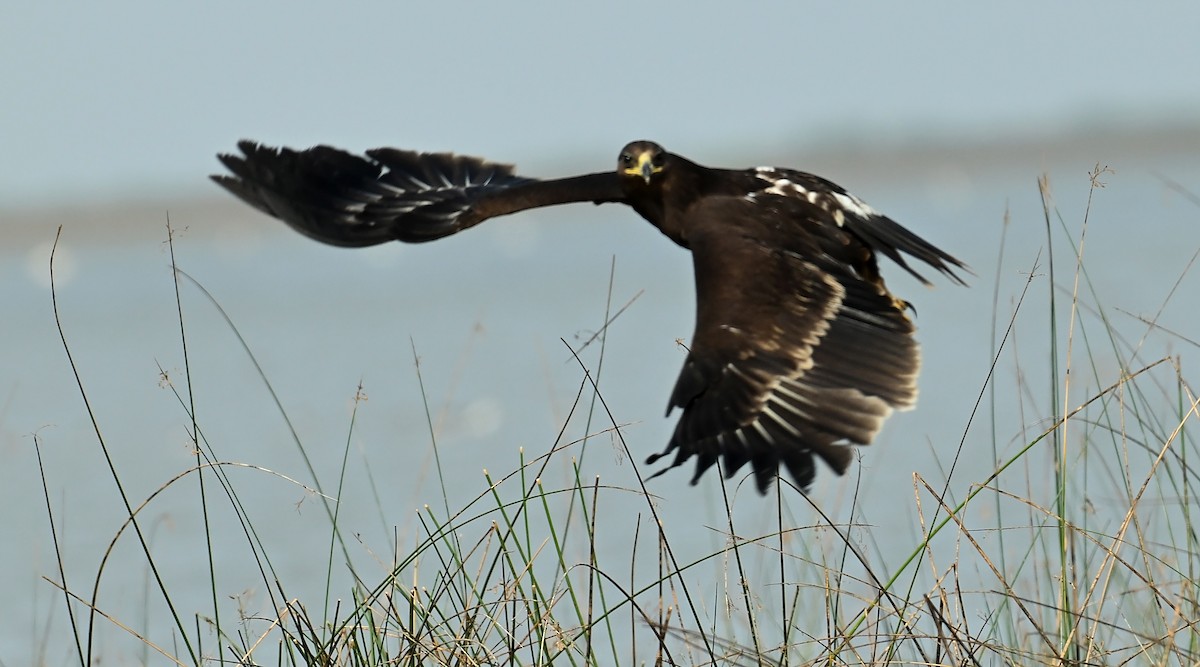 Greater Spotted Eagle - ML637698732