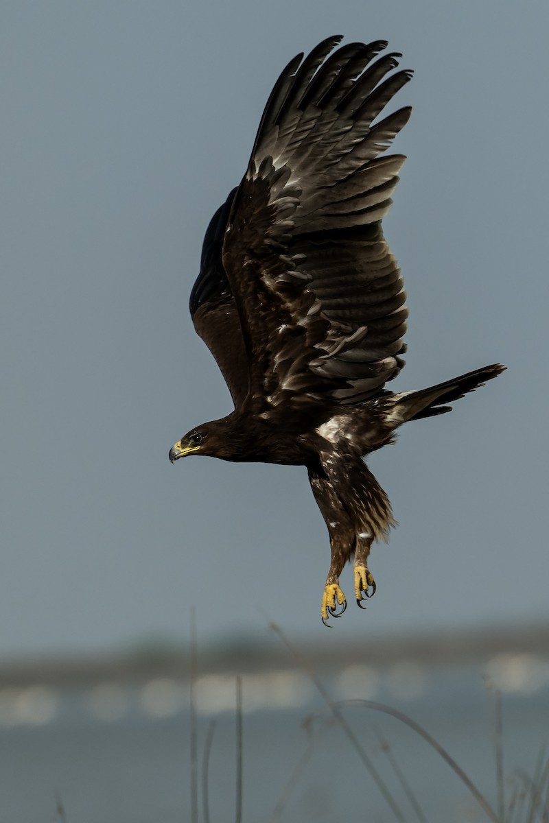Greater Spotted Eagle - ML637698733