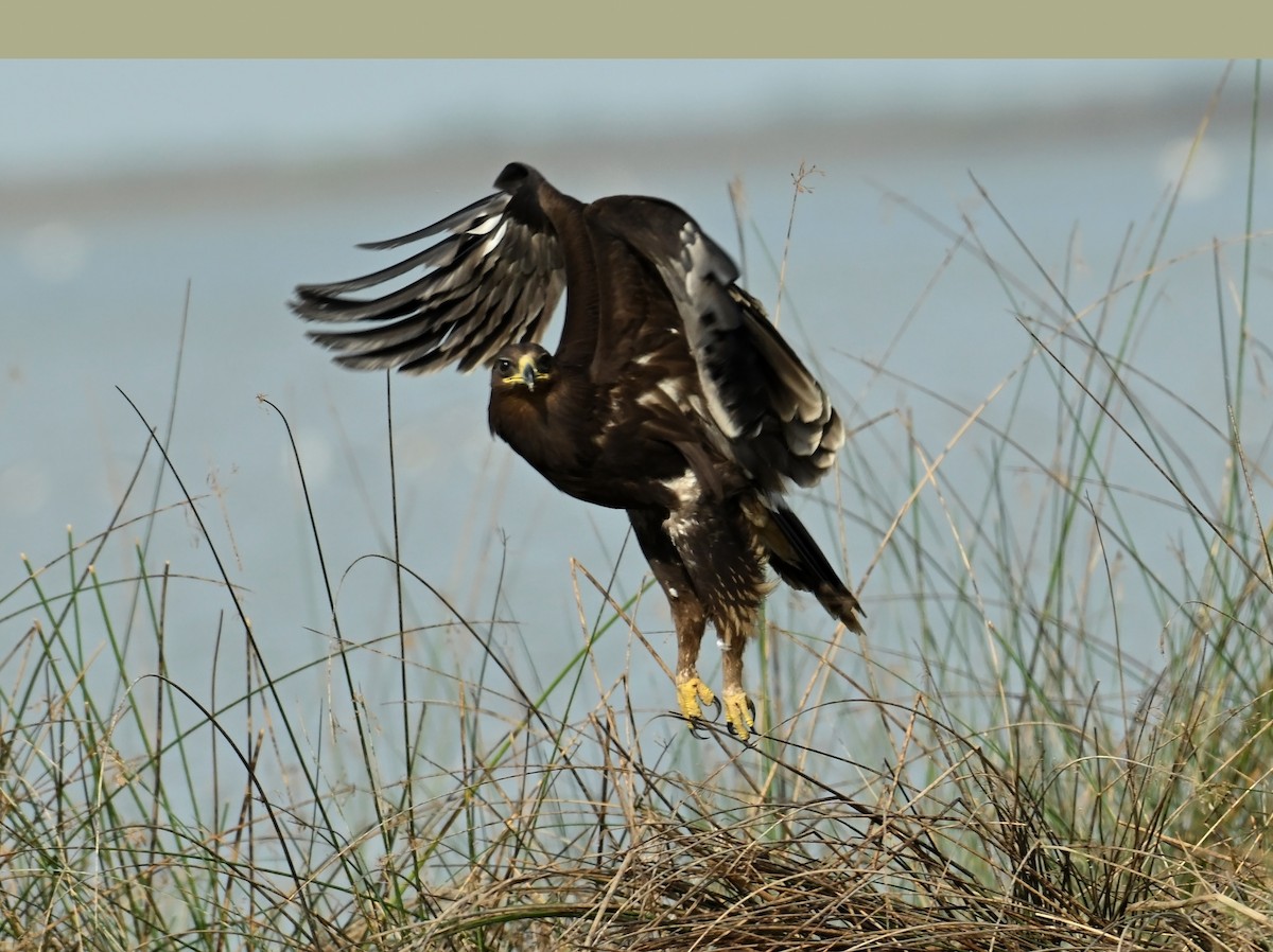 Greater Spotted Eagle - ML637698734
