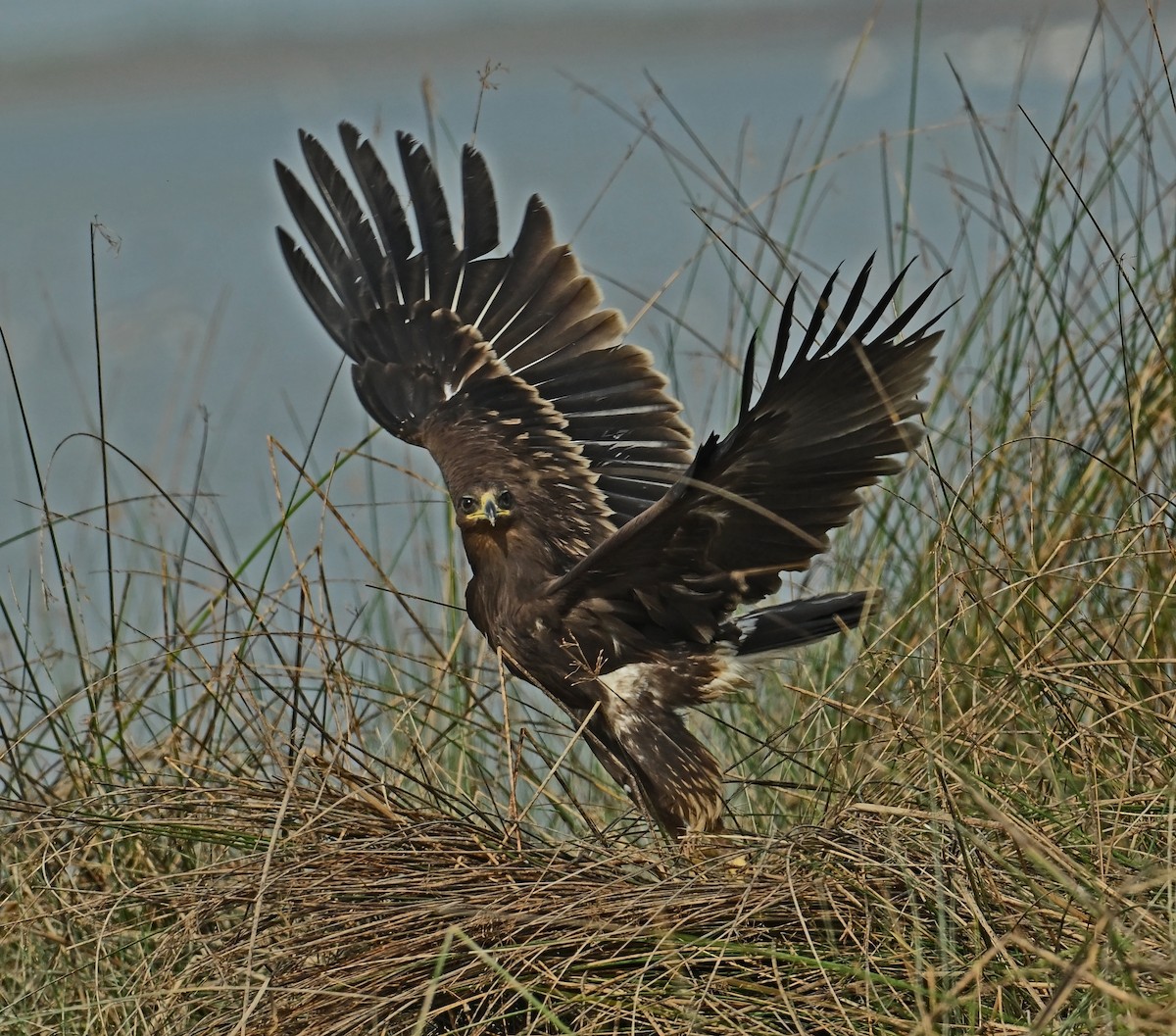 Greater Spotted Eagle - ML637698736