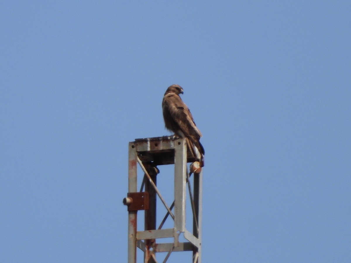 Common Buzzard (Canary Is.) - ML637698763