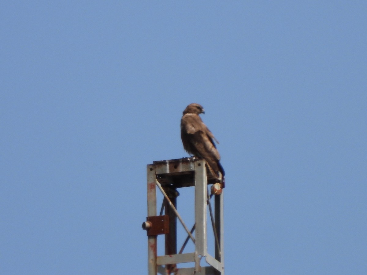 Common Buzzard (Canary Is.) - ML637698764