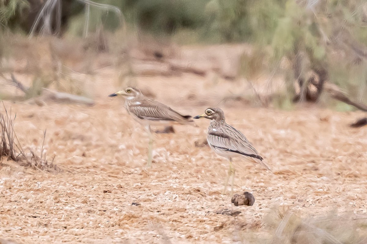 Senegal Thick-knee - ML637698782