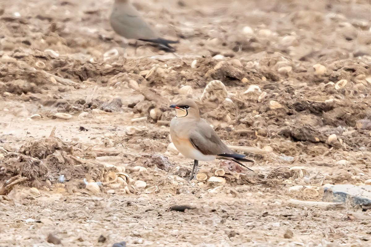 Collared Pratincole - ML637698795