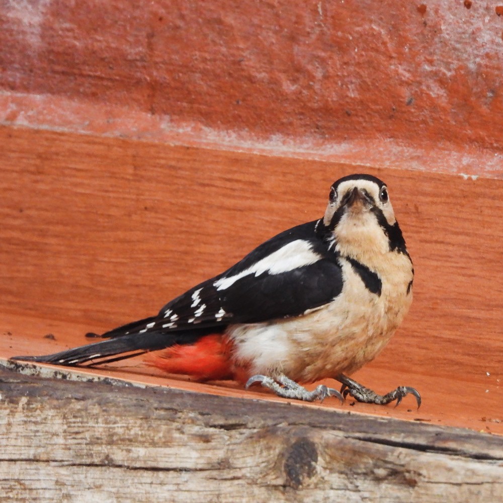 strakapoud velký (ssp. canariensis/thanneri) - ML637698797