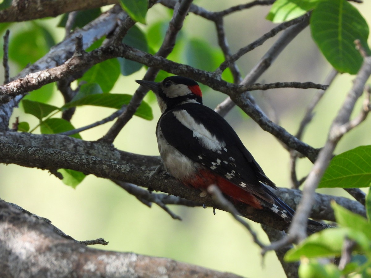 strakapoud velký (ssp. canariensis/thanneri) - ML637698799