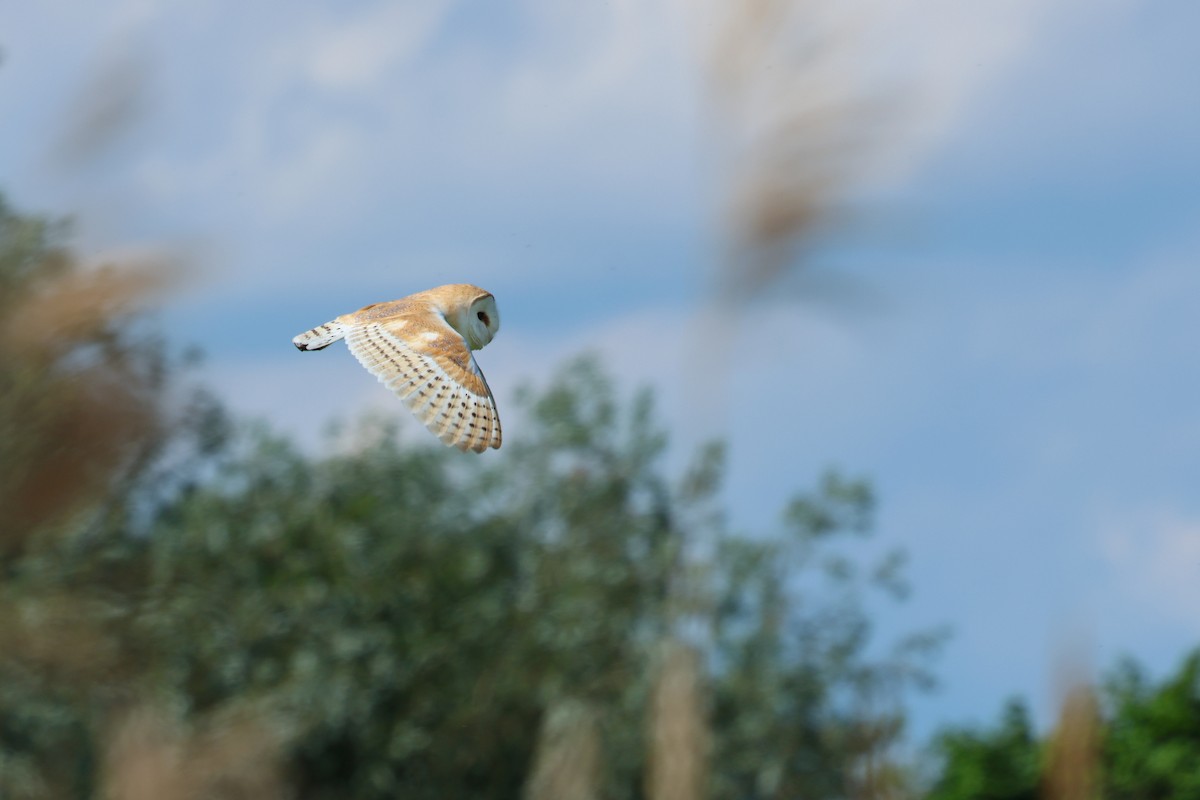 Western Barn Owl - ML637698813