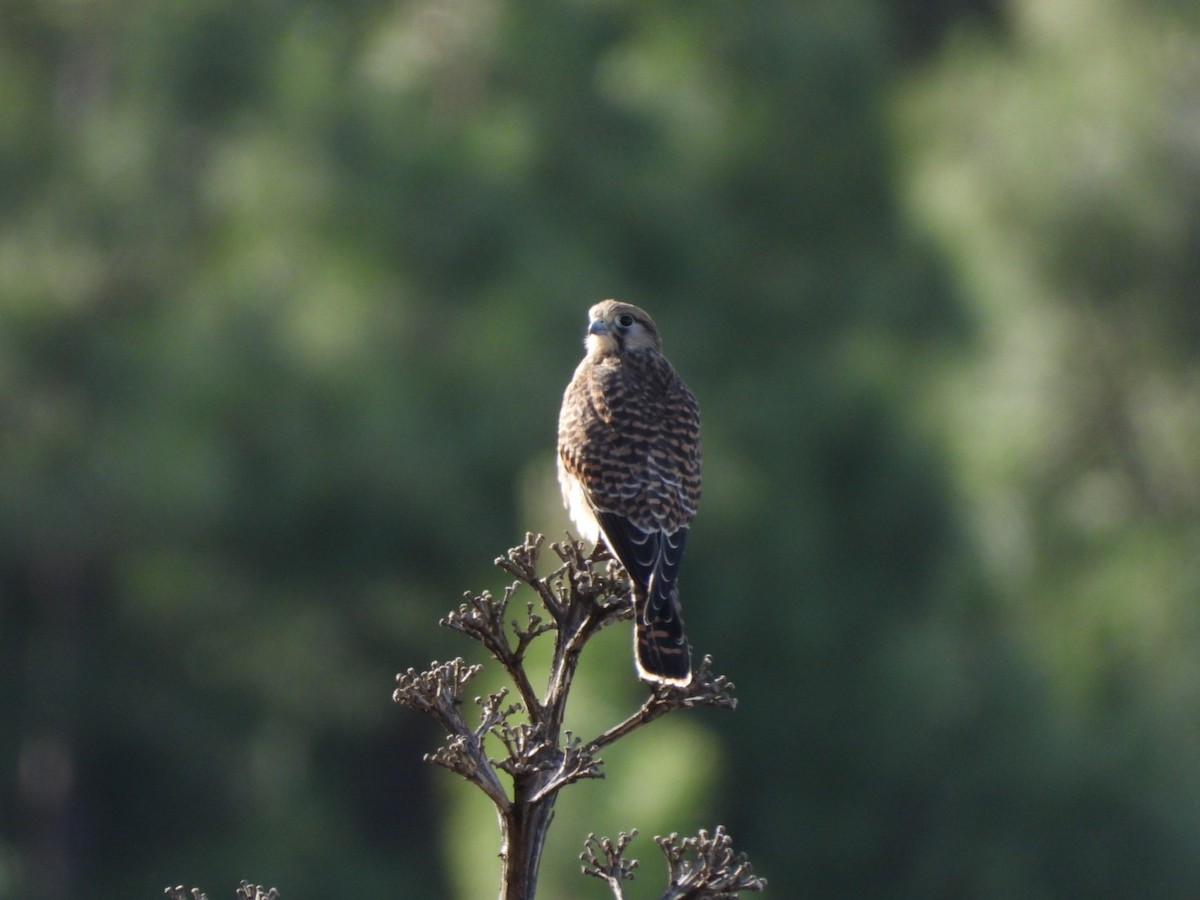 poštolka obecná (ssp. canariensis/dacotiae) - ML637698842