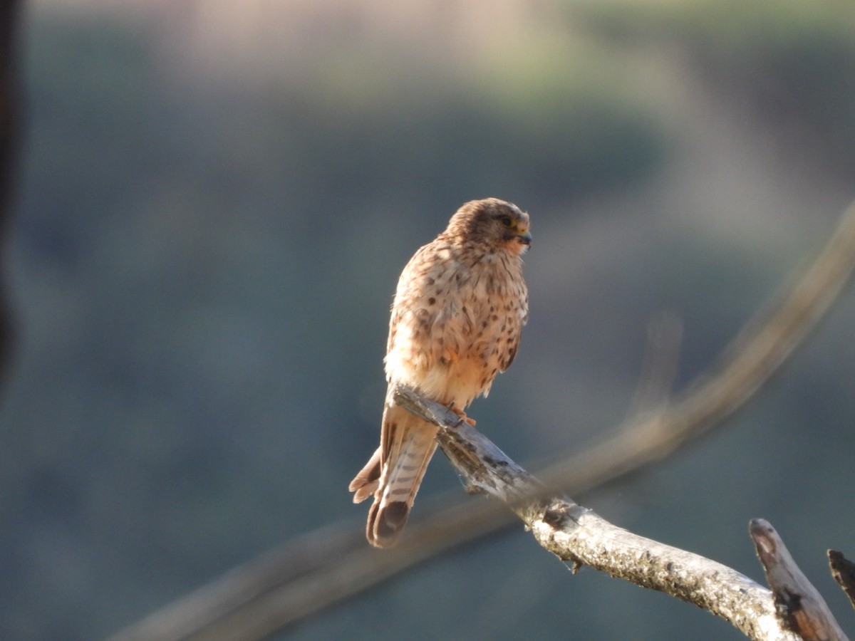 poštolka obecná (ssp. canariensis/dacotiae) - ML637698846
