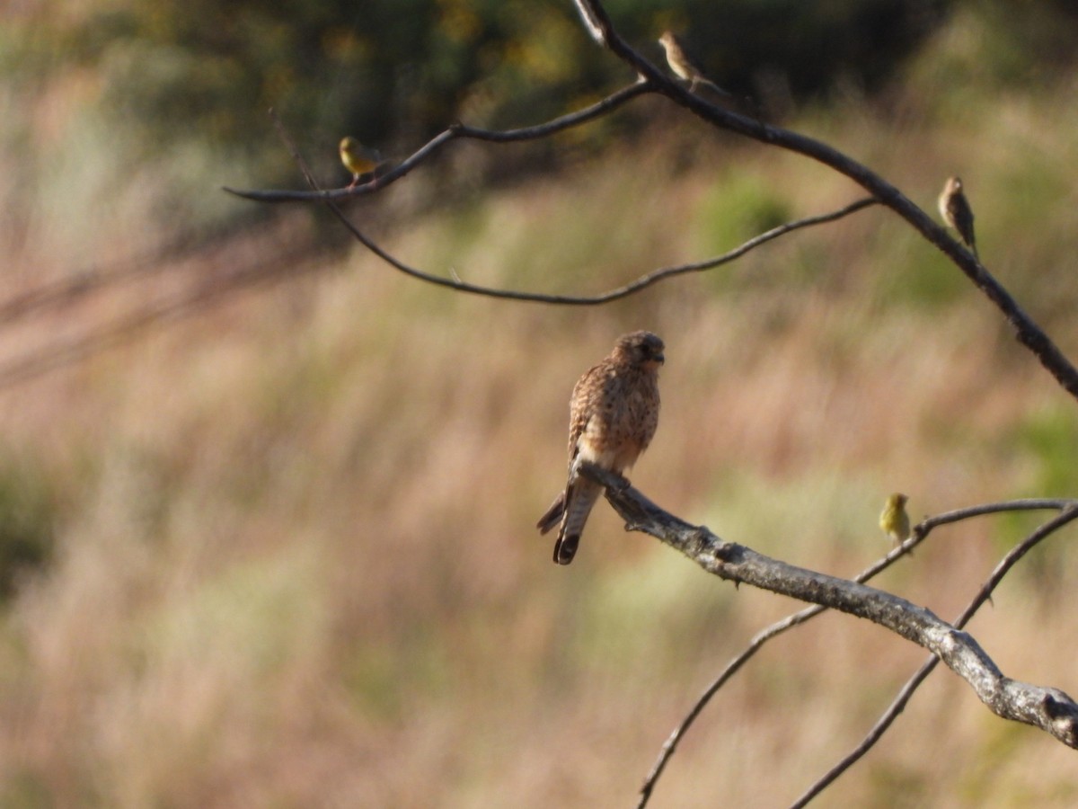 poštolka obecná (ssp. canariensis/dacotiae) - ML637698848